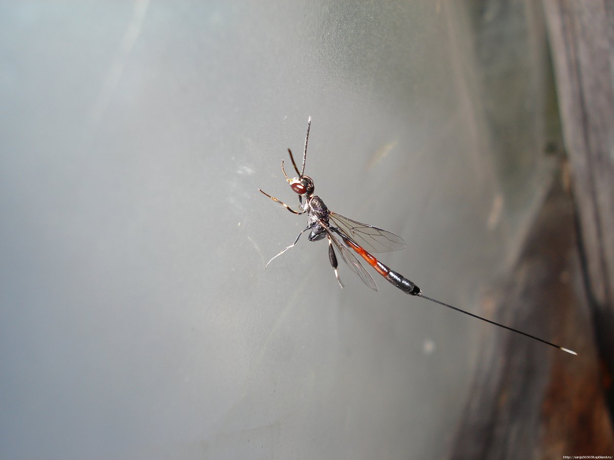 Уховертка двухвостка