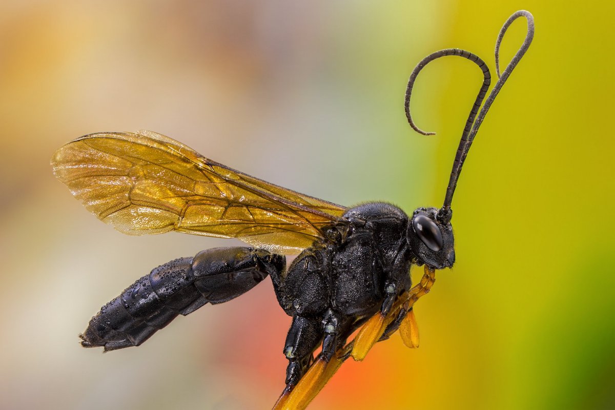 Жук наездник ихневмониды