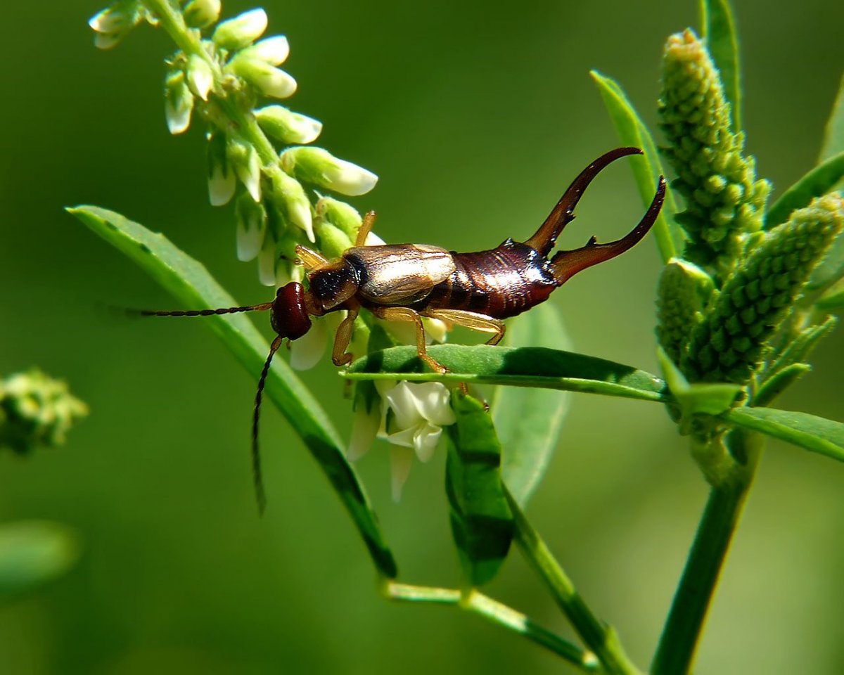 Насекомое похожее на стрекозу