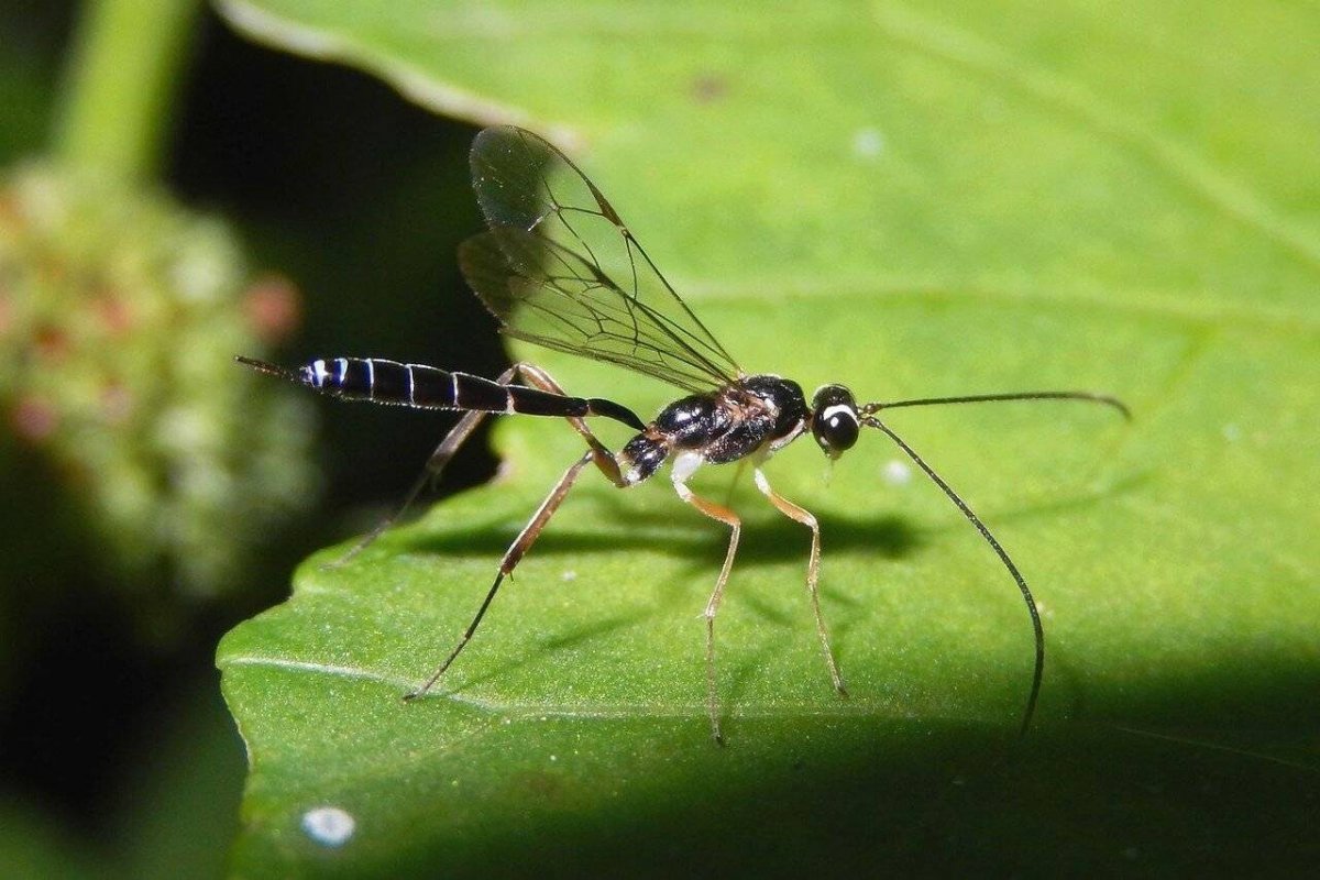 Поденки двухвостые