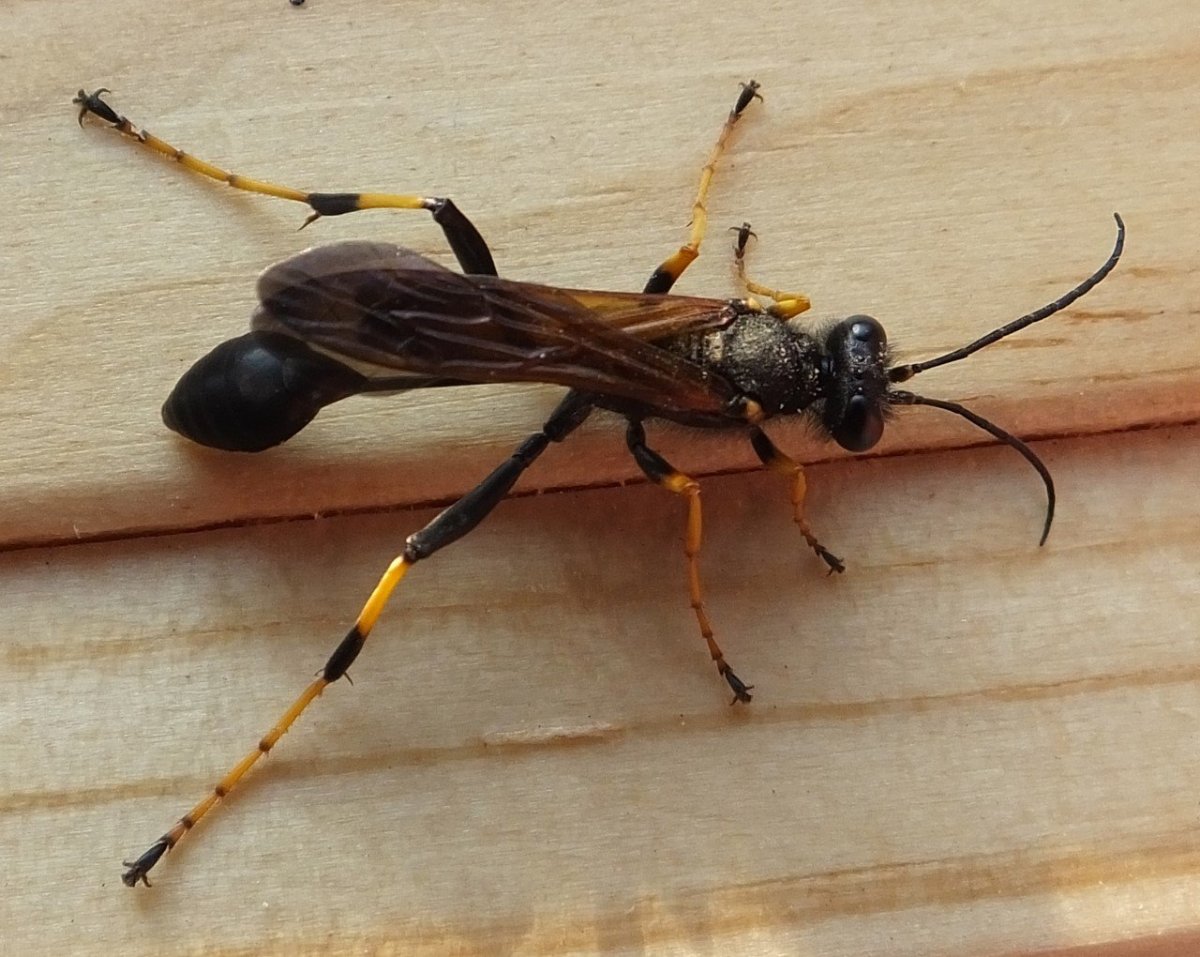 Паразитические осы наездники