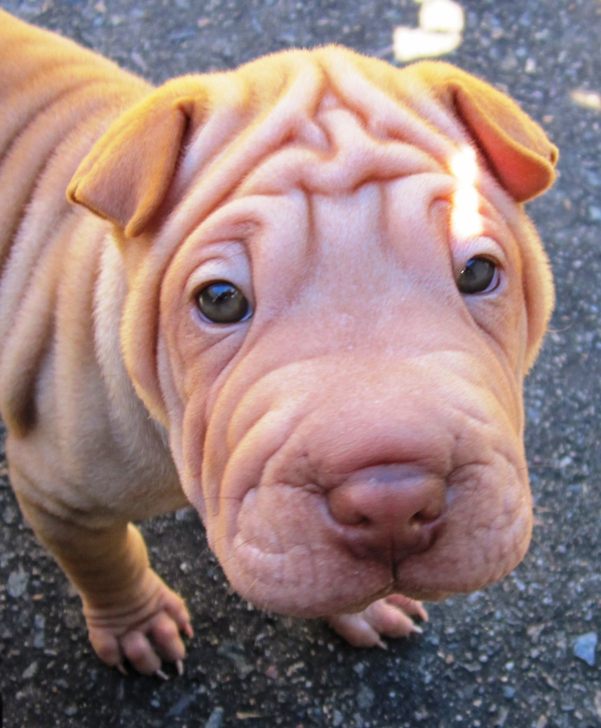 Дворовые щенки с морщинами