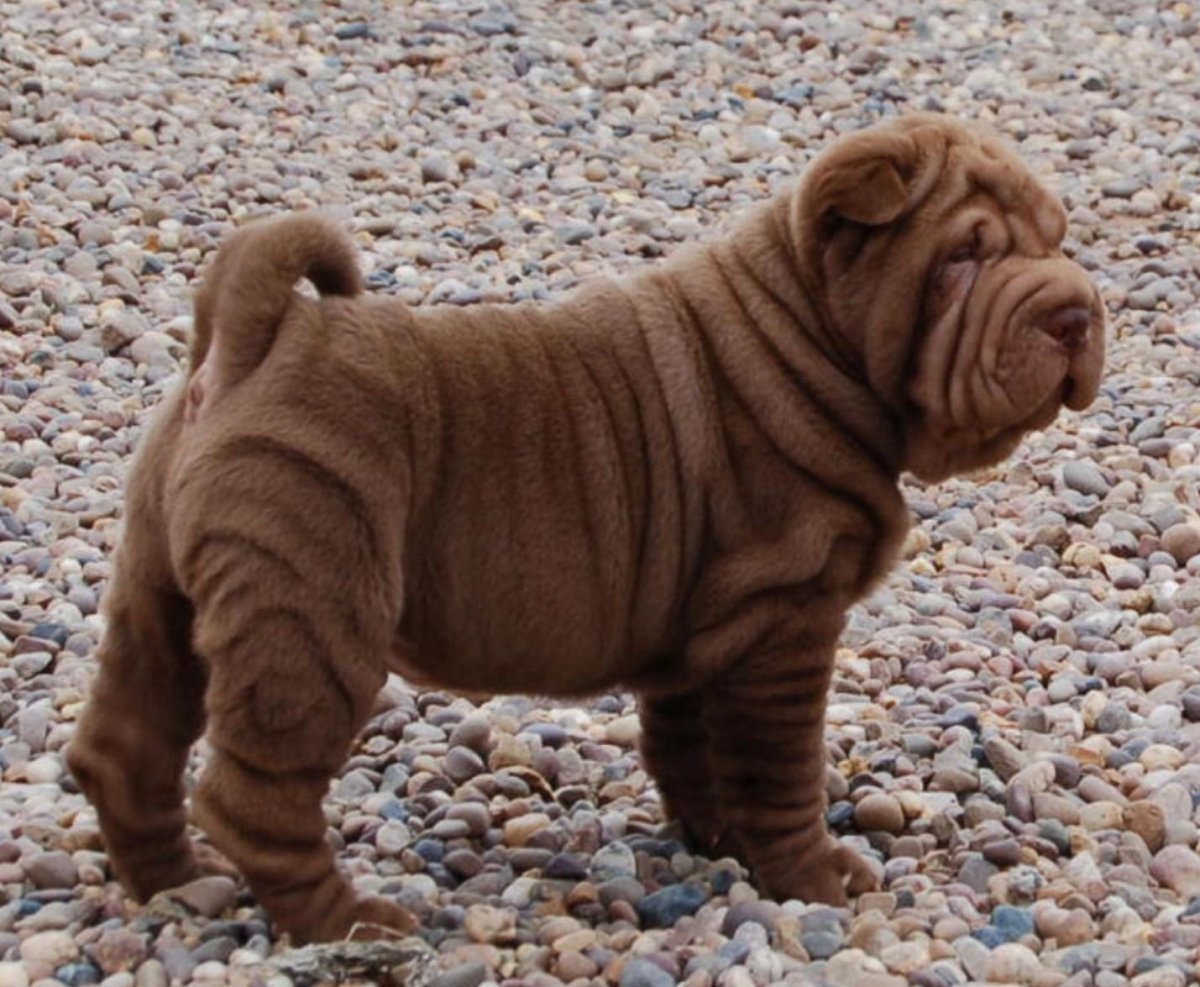 Бойцовский шарпей