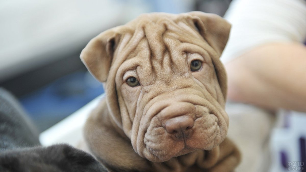 Шарпей бойцовская собака