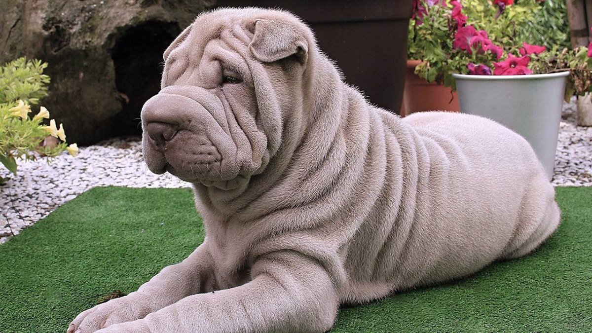 Складчатая собака шарпей