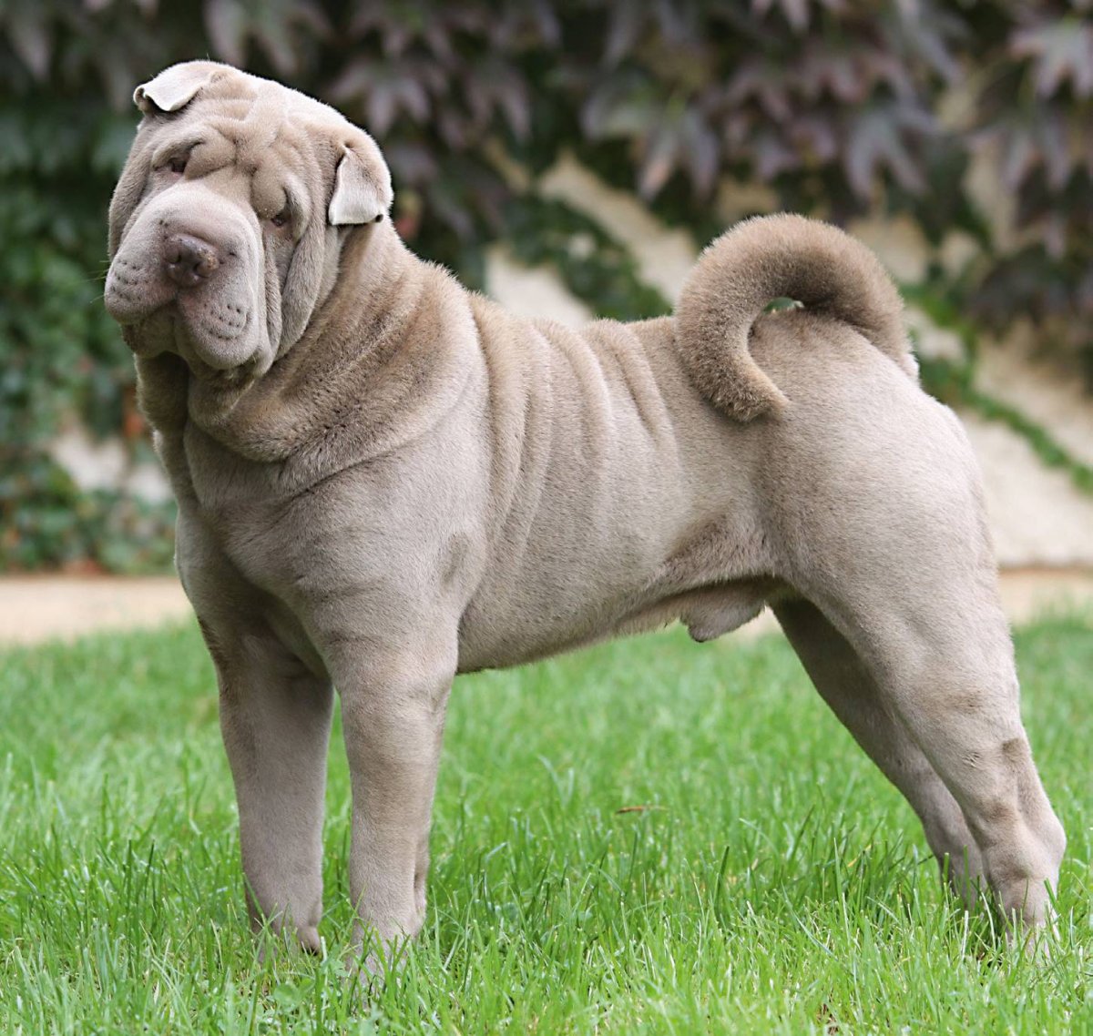 Шарпей Паддингтон