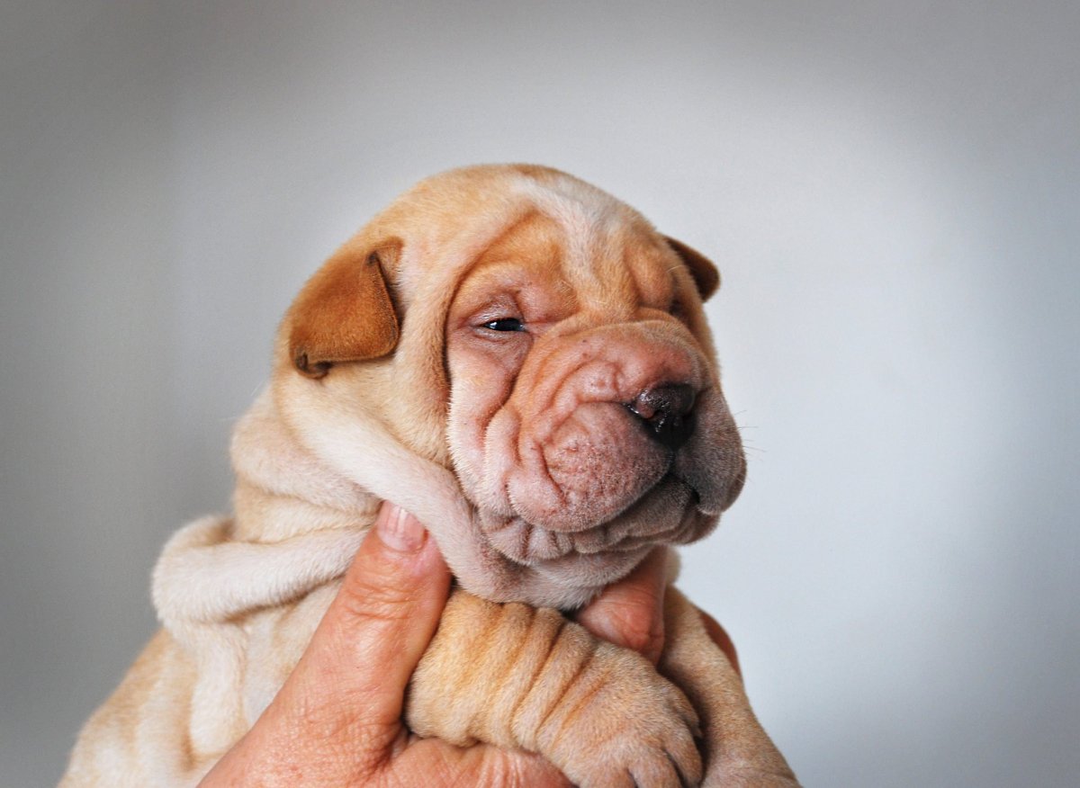 Американский шарпей фото