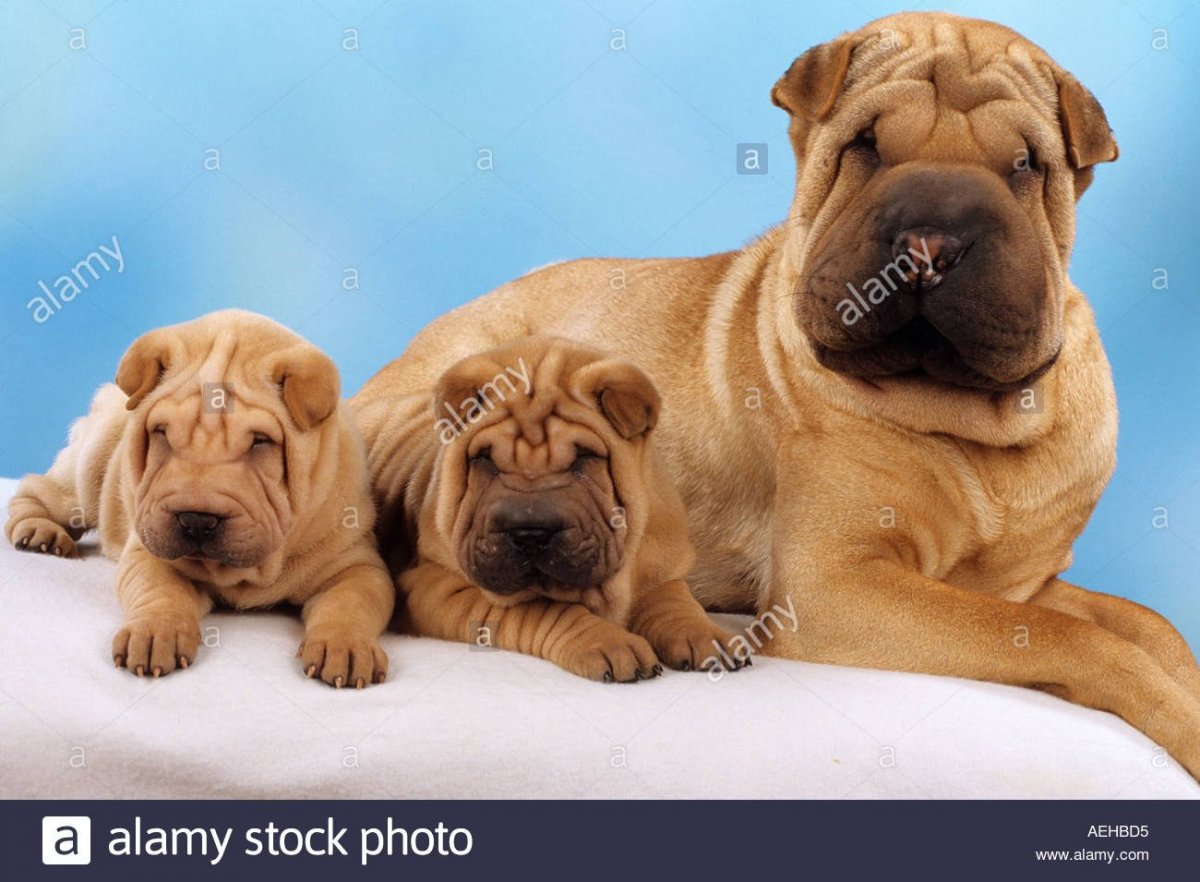 Порода шарпей