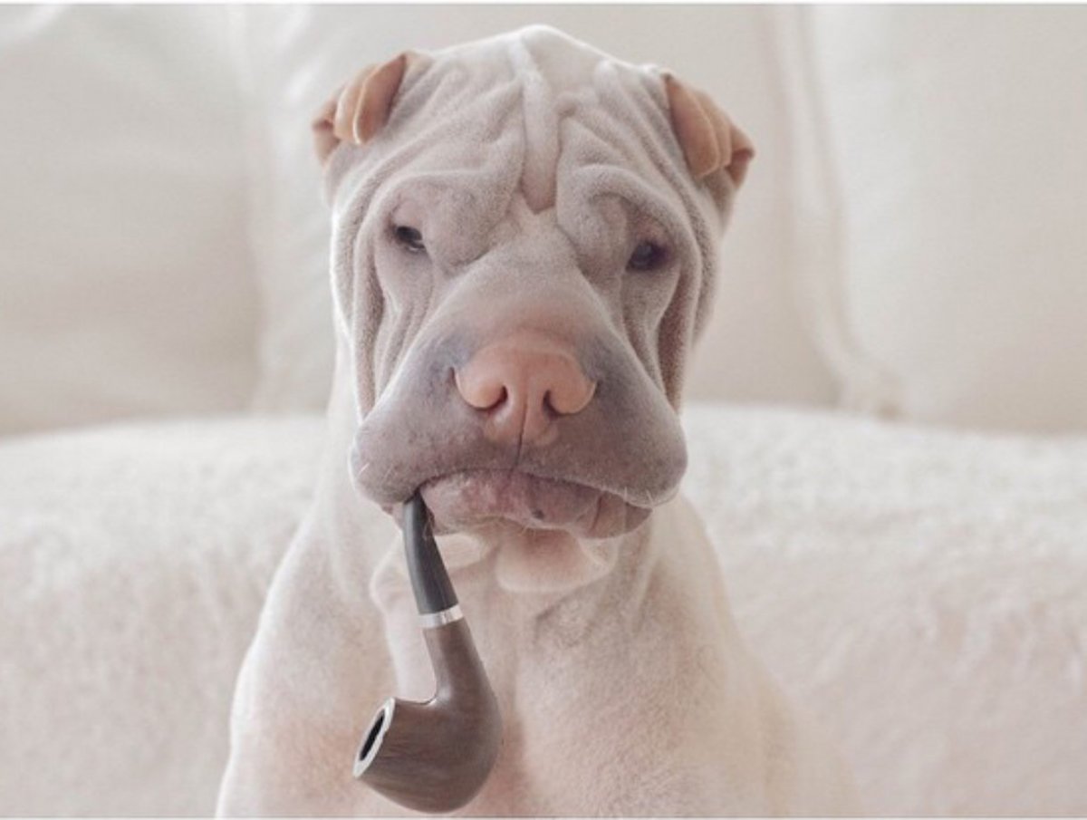 Карликовый шарпей