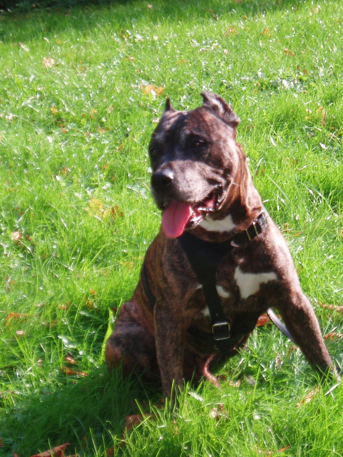 Бриндизская Бойцовая