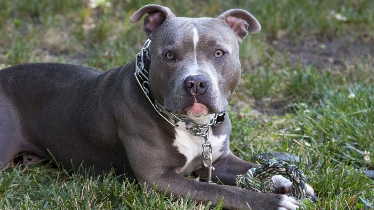 Американский питбультерьер
