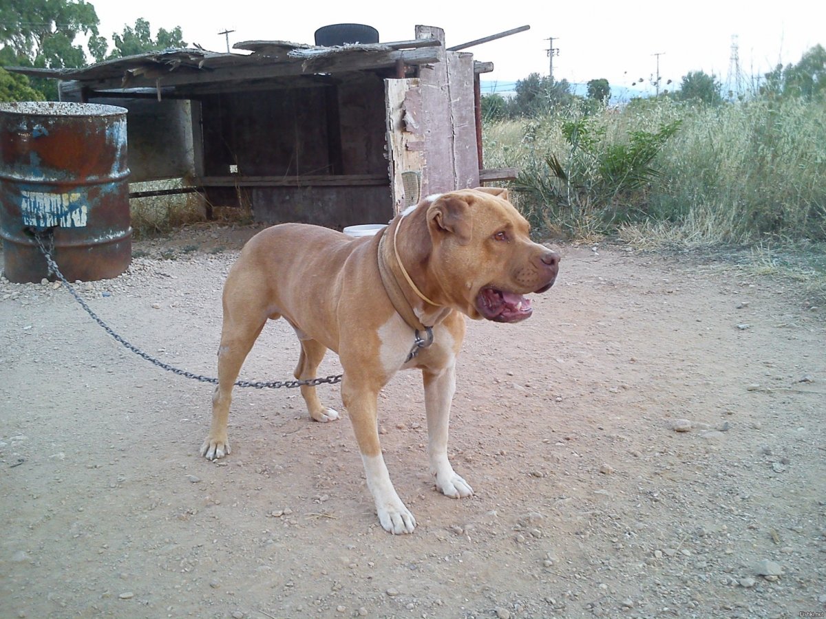 Бриндизийская Бойцовая собака