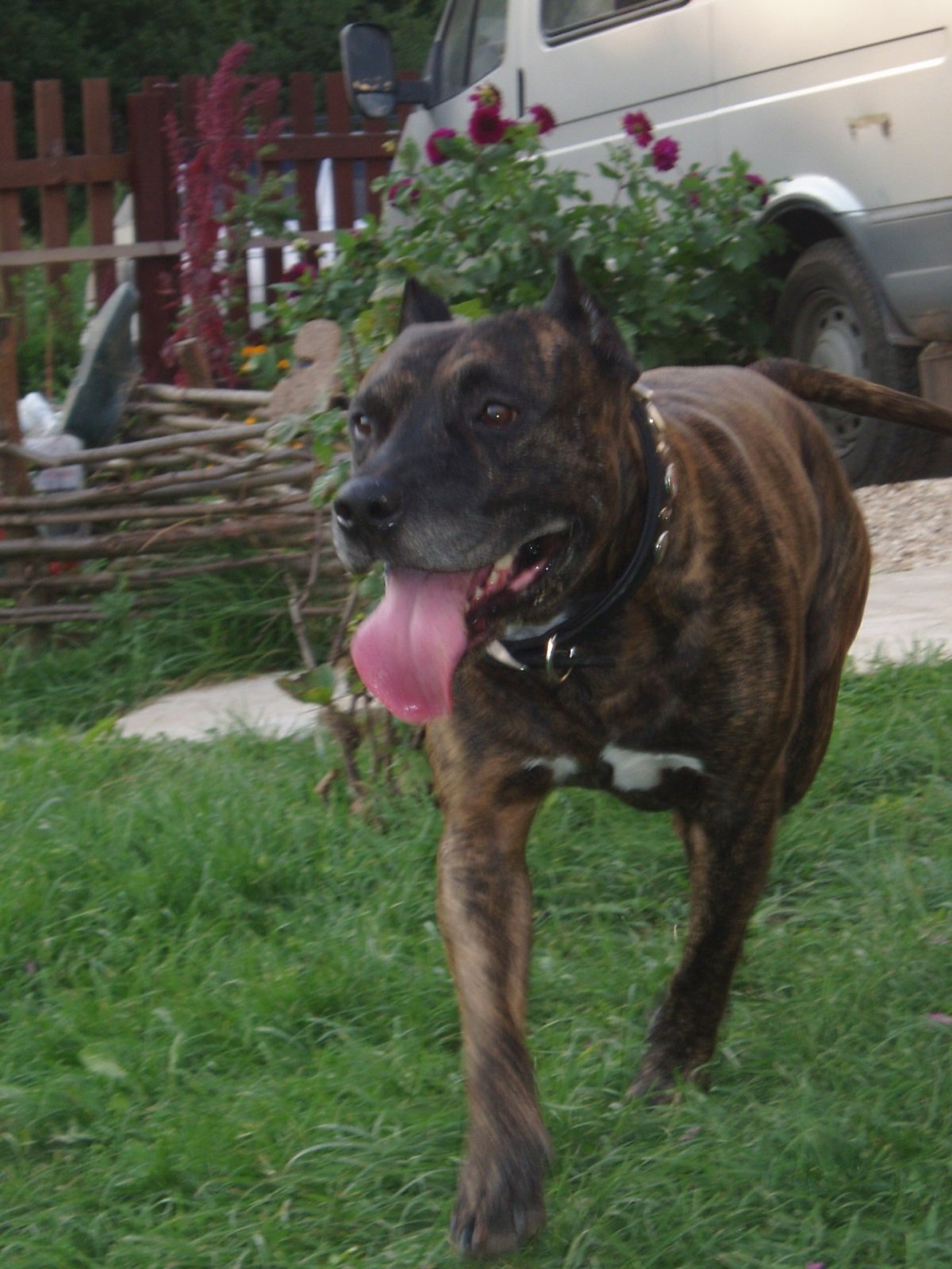 Бриндизская Бойцовая