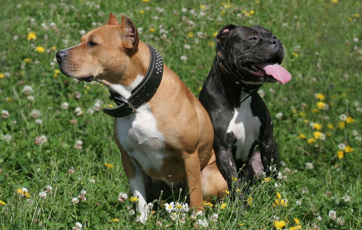 Мини стаффордширский терьер фото