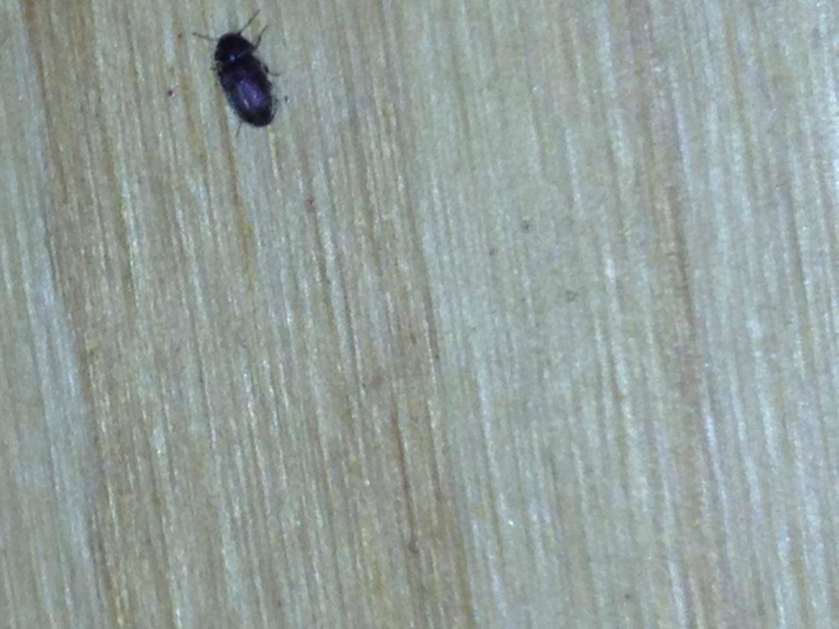 Древесный жук в квартире