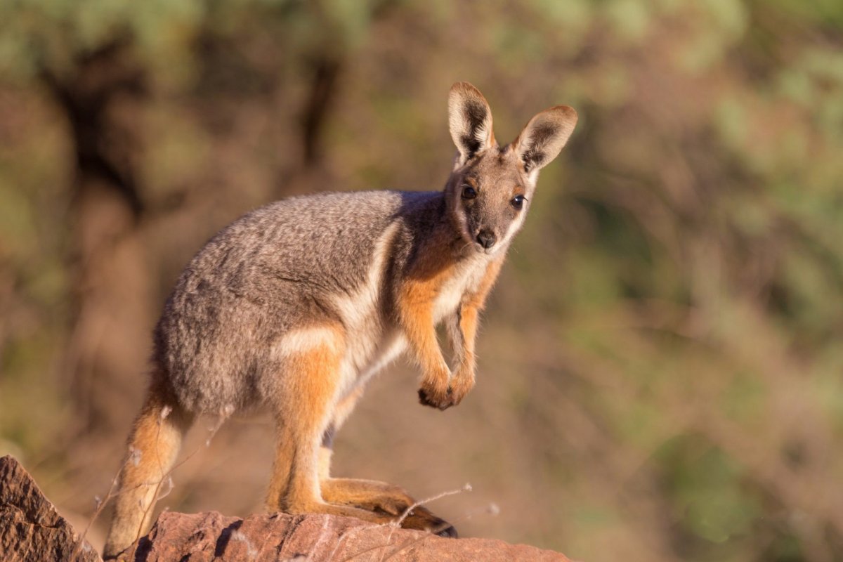 Сумчатые кенгуру
