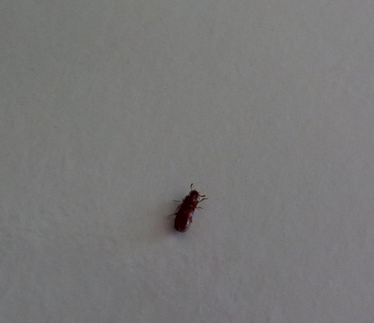 Ползает Жук