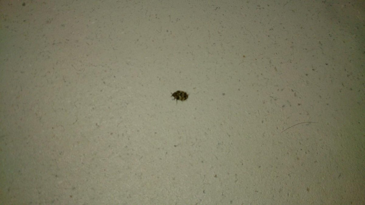 Маленькие черные прыгучие жучки