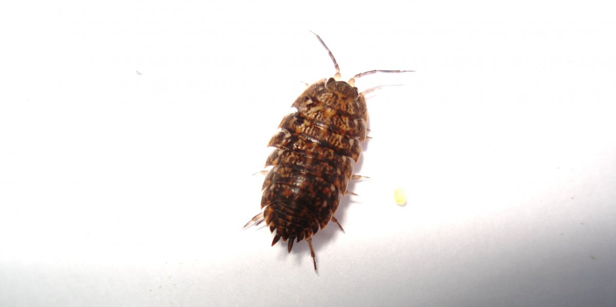 Древесный Жук домашний