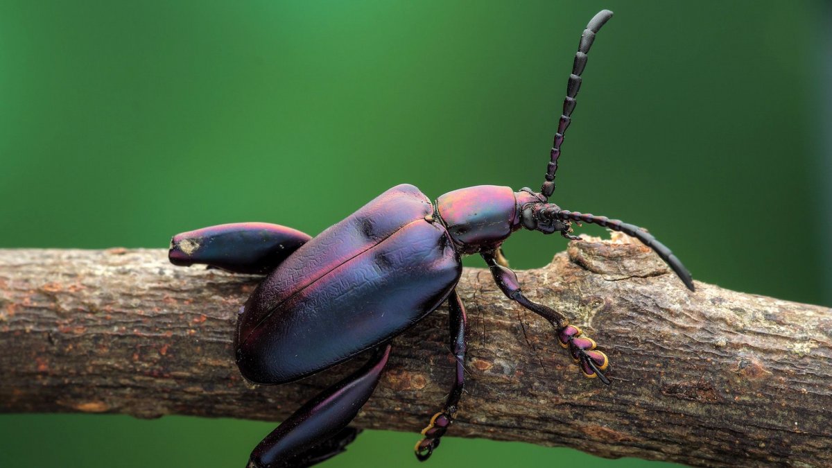 Жук кровосос