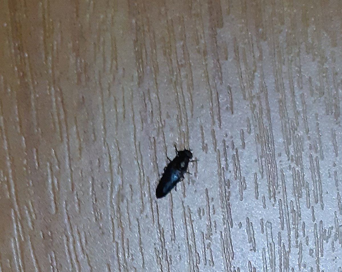 Земляной Жук