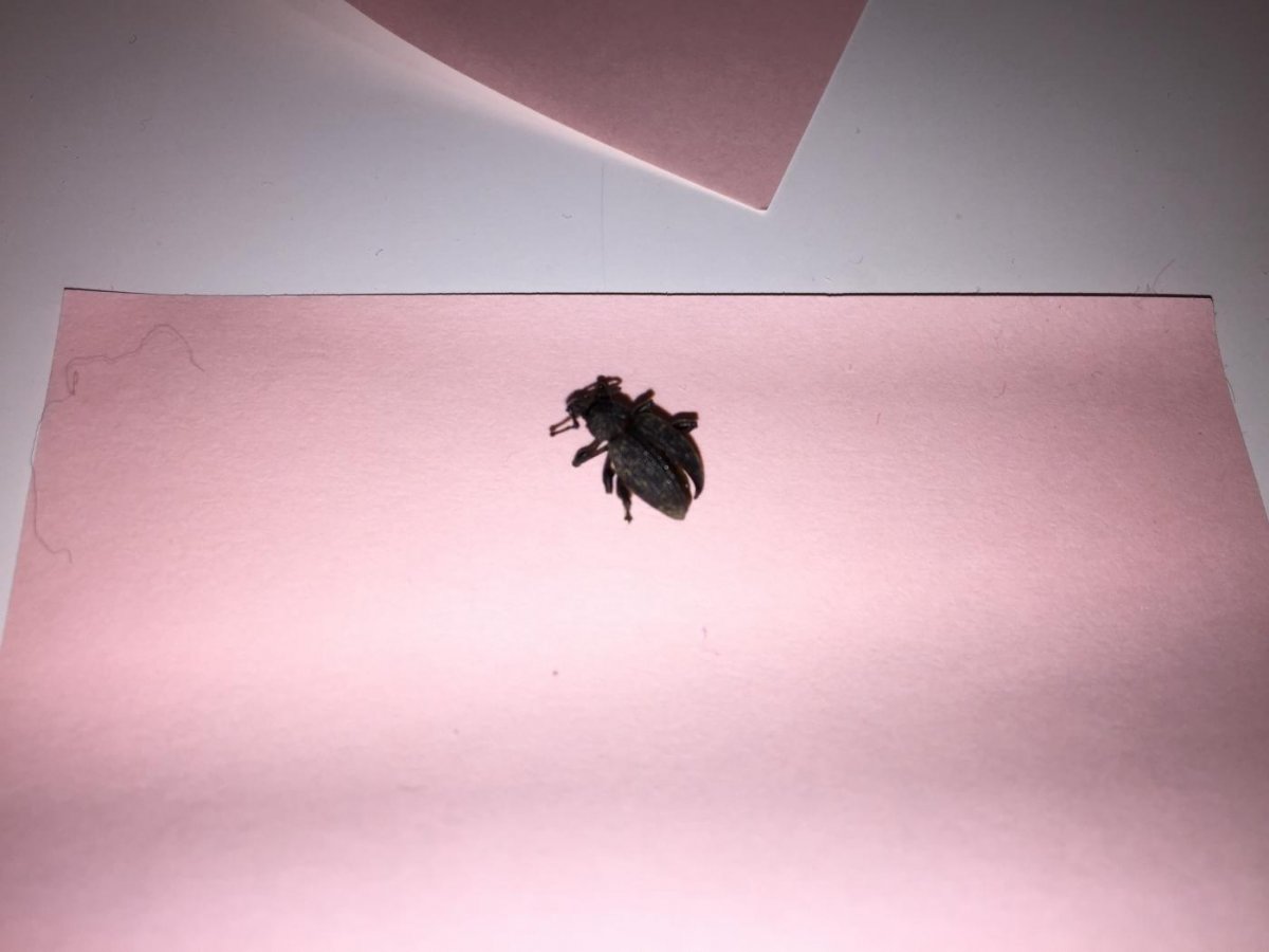 Ковровый Жук кожеед