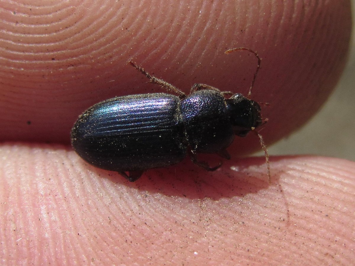 Фиолетовый Жук навозник