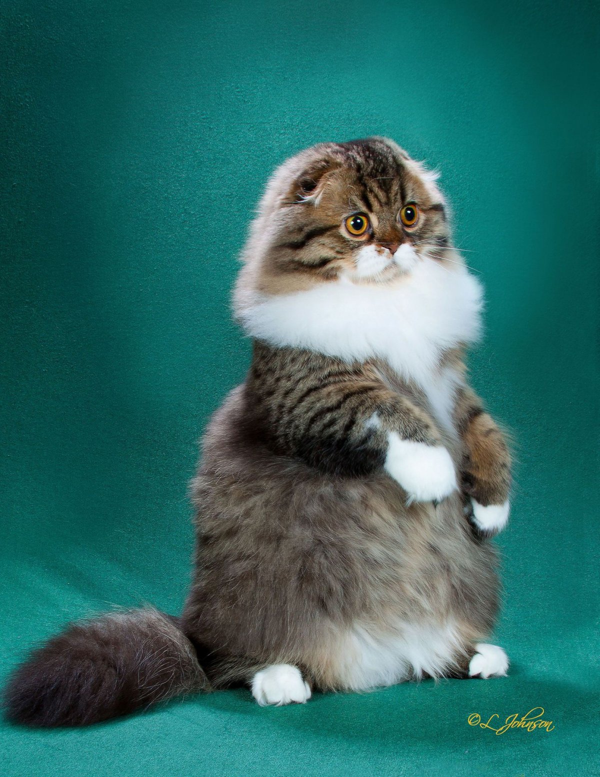 Кот Манчкин вислоухий