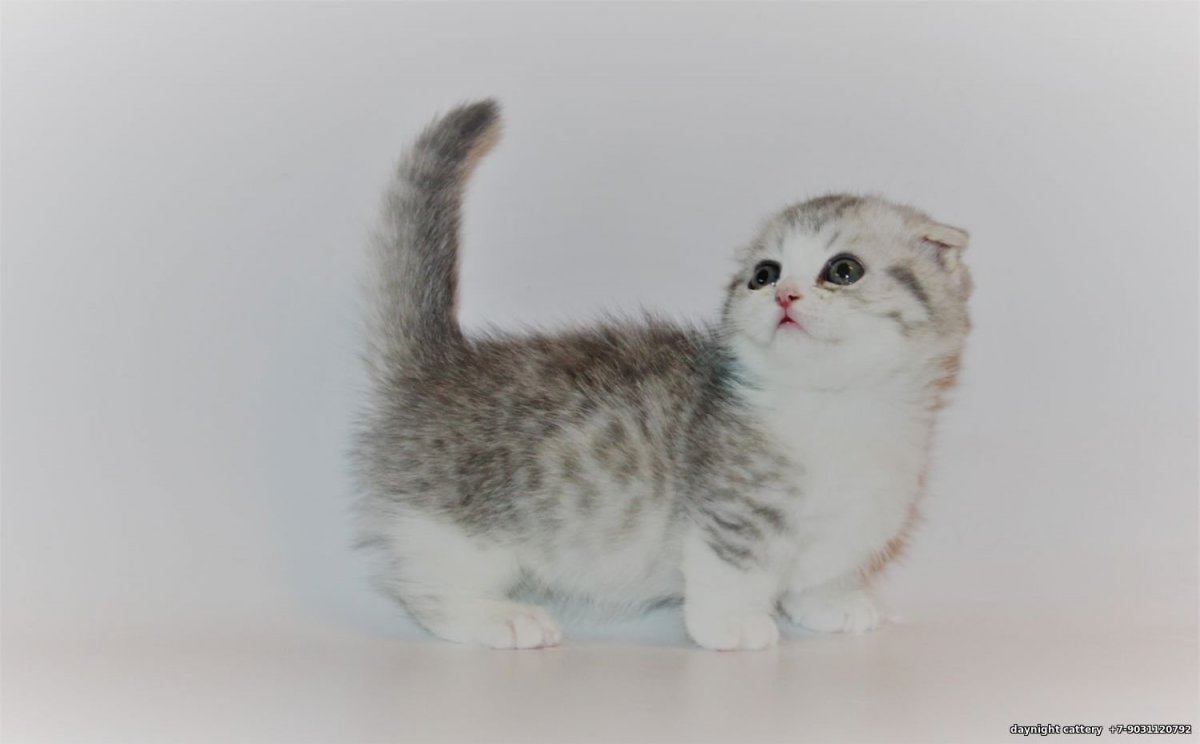 Шотландский вислоухие Манчкин котята