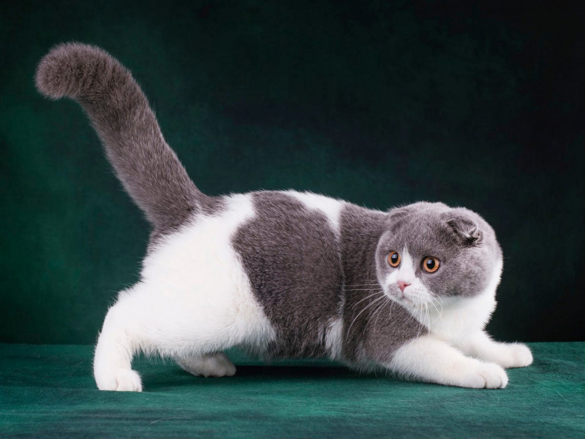 Кот Манчкин вислоухий