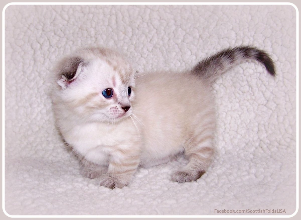 Манчкин котята вислоухие