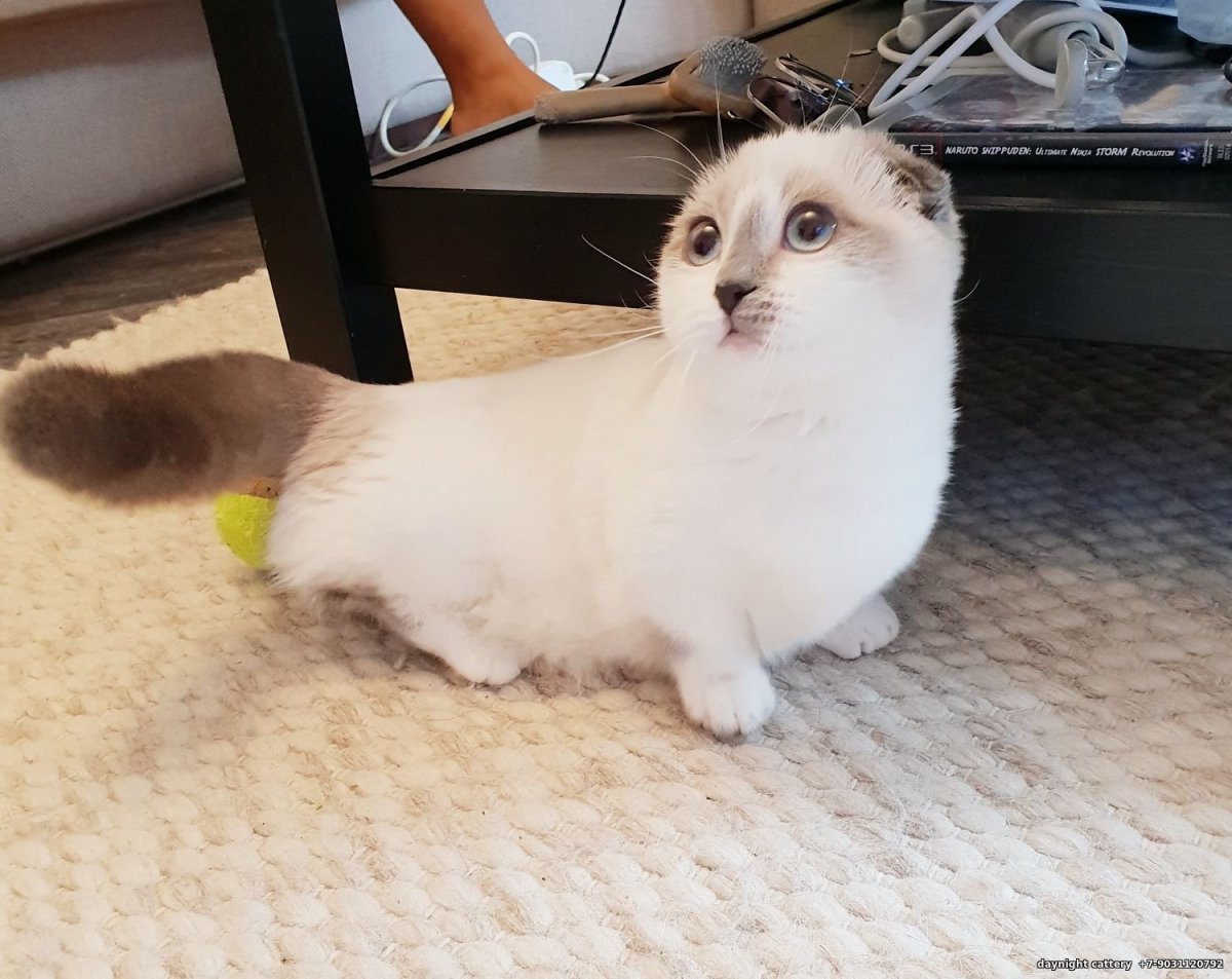 Кот Манчкин вислоухий