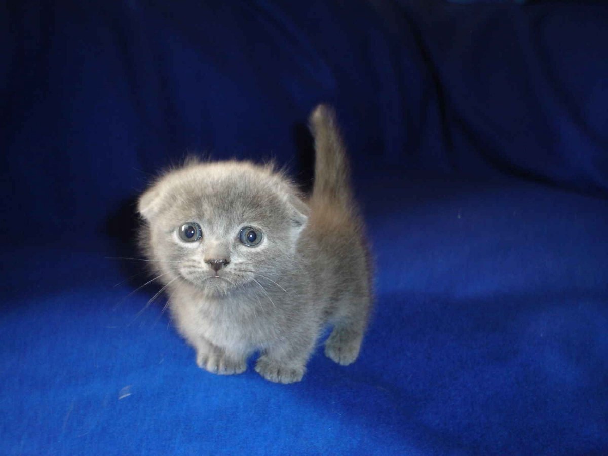 Scottish Fold Munchkin