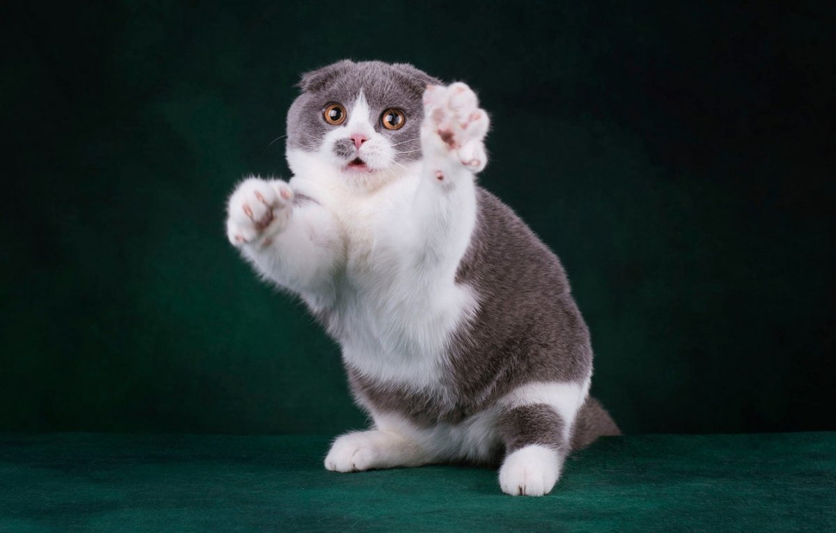 Кот Манчкин вислоухий