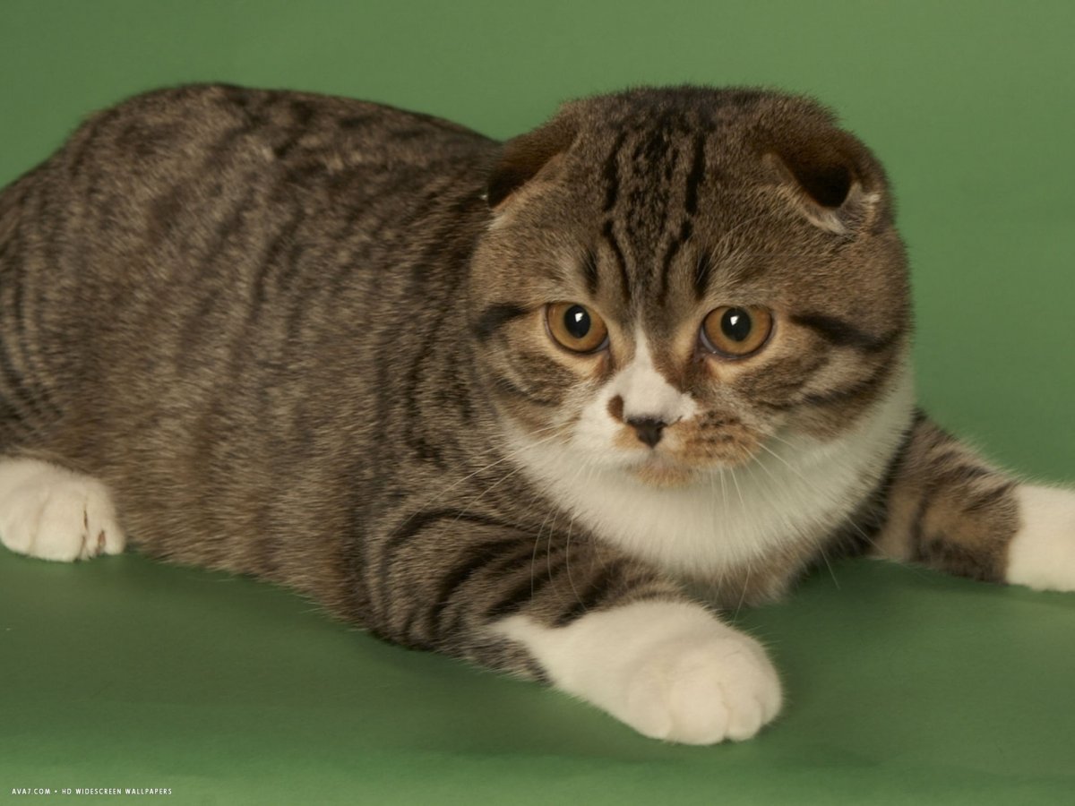 Кот такса Манчкин