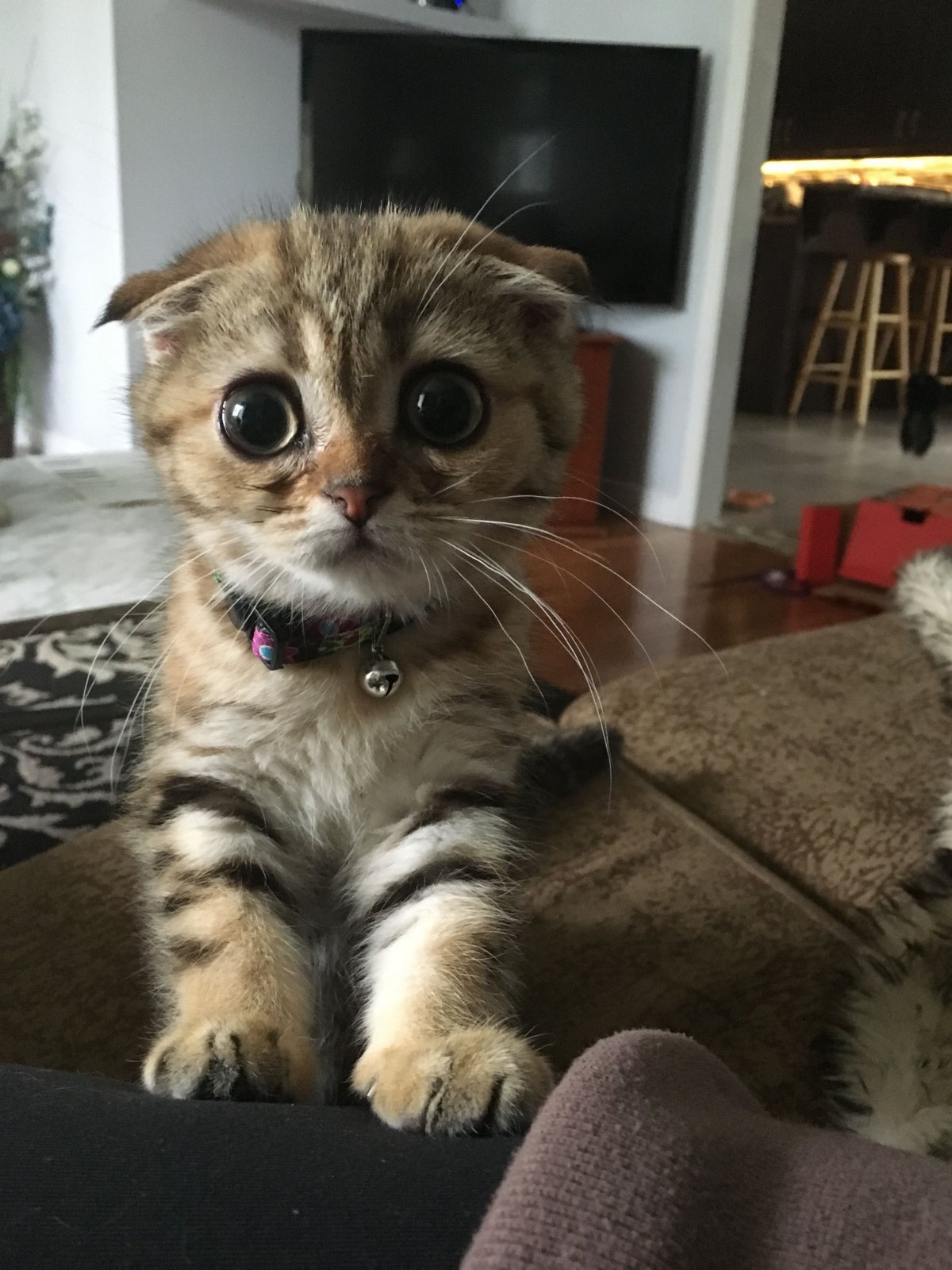 Манчкин Юки котенок