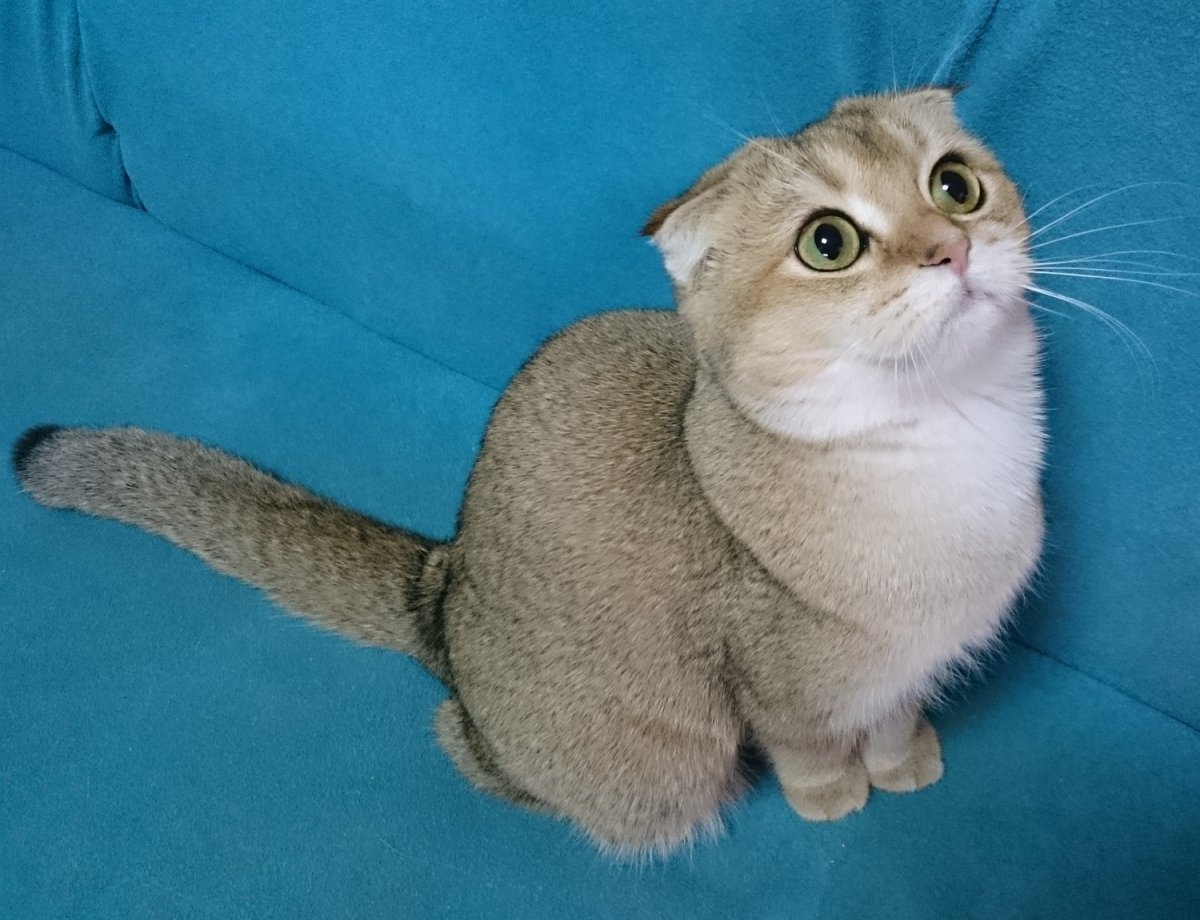 Коротколапый вислоухий кот