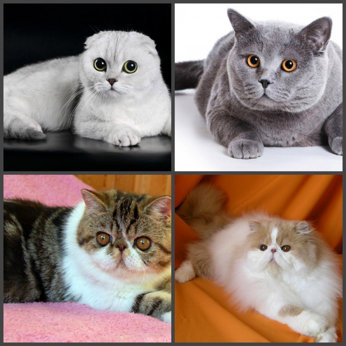 Отличие британской кошки от шотландской