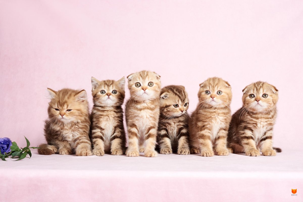 Британский котсмешаный