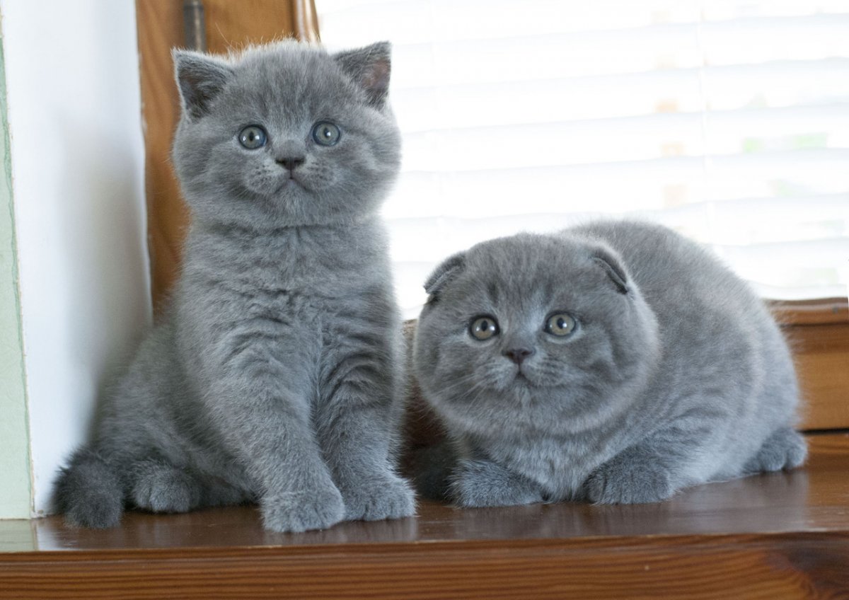 Британская вислоухая кошка