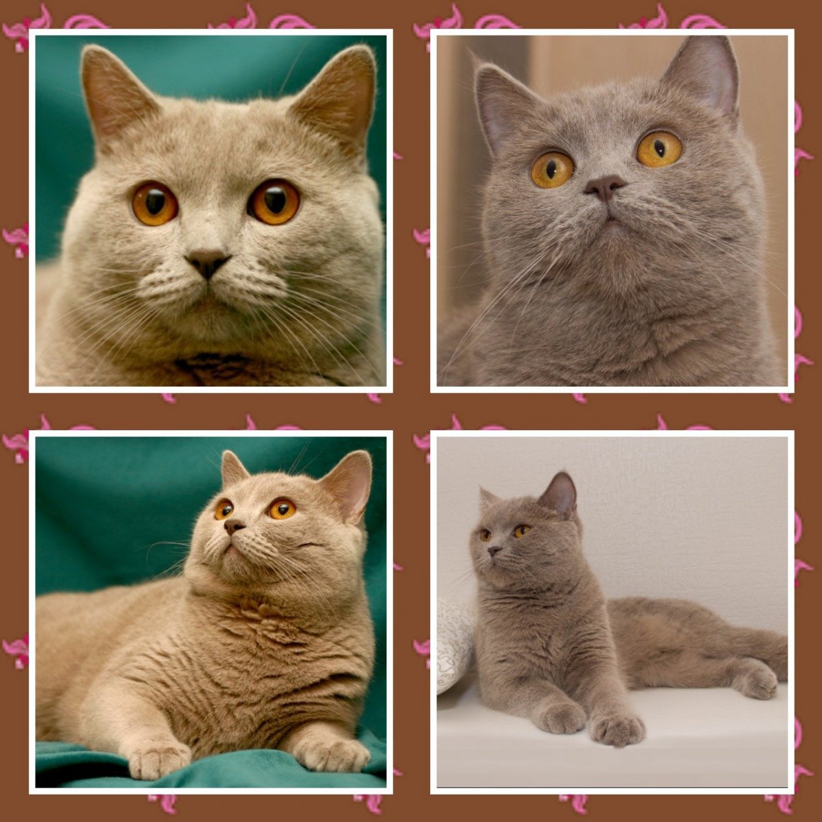 Скоттиш фолд и скоттиш страйт в чем разница