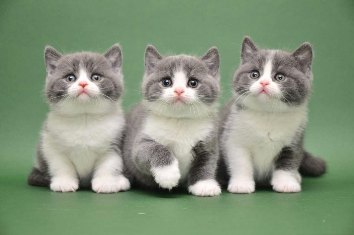 Кот для вязки скоттиш фолд