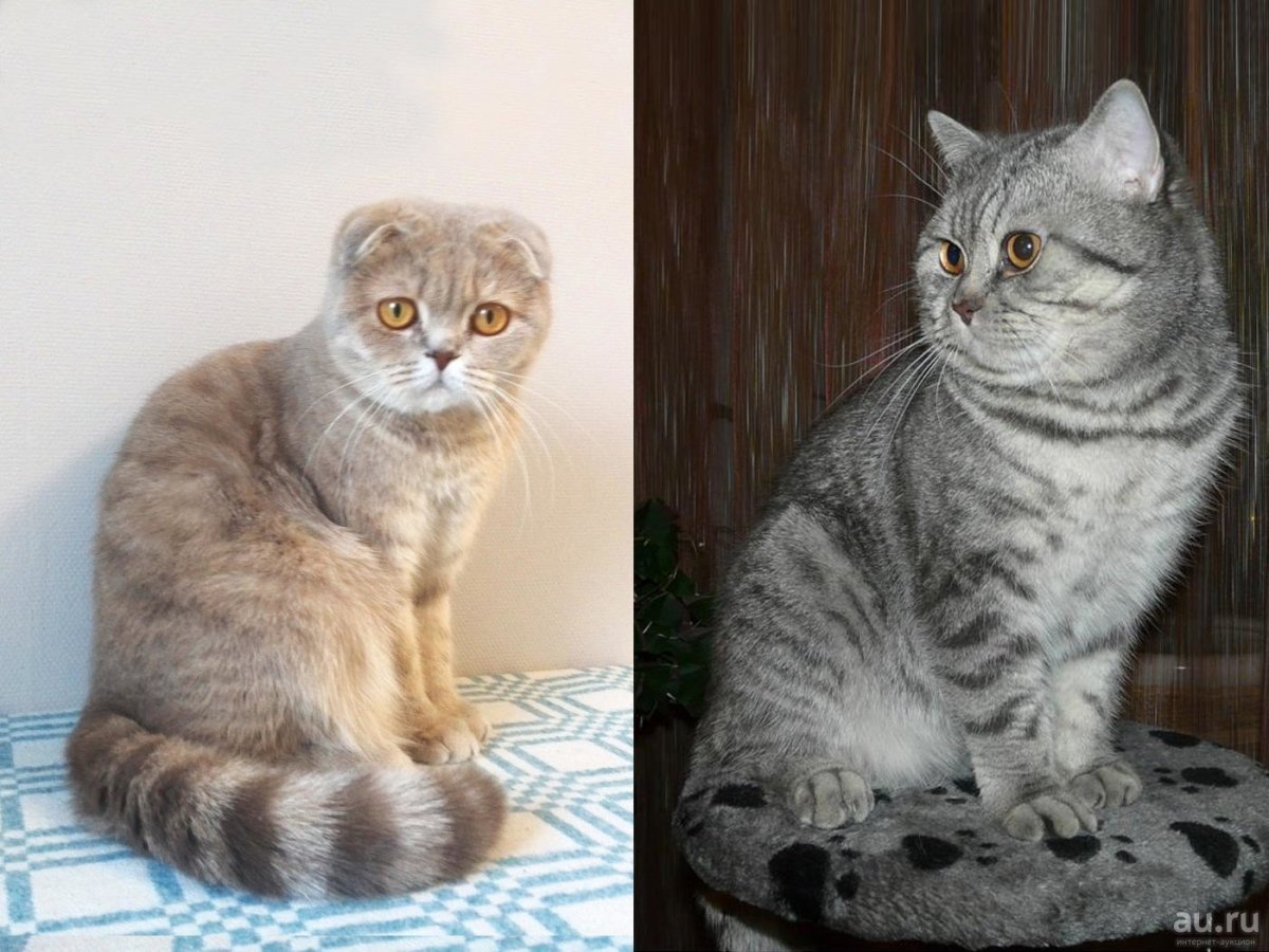 Шотландские котята фолд и страйт
