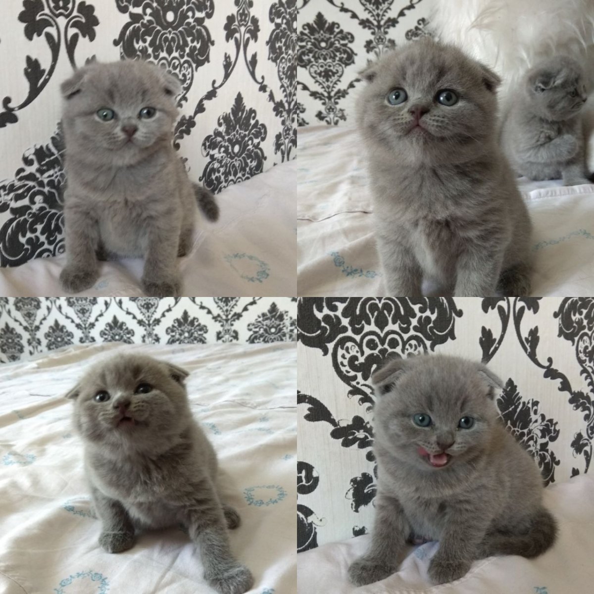 Чистокровные Шотландские котята вислоухие