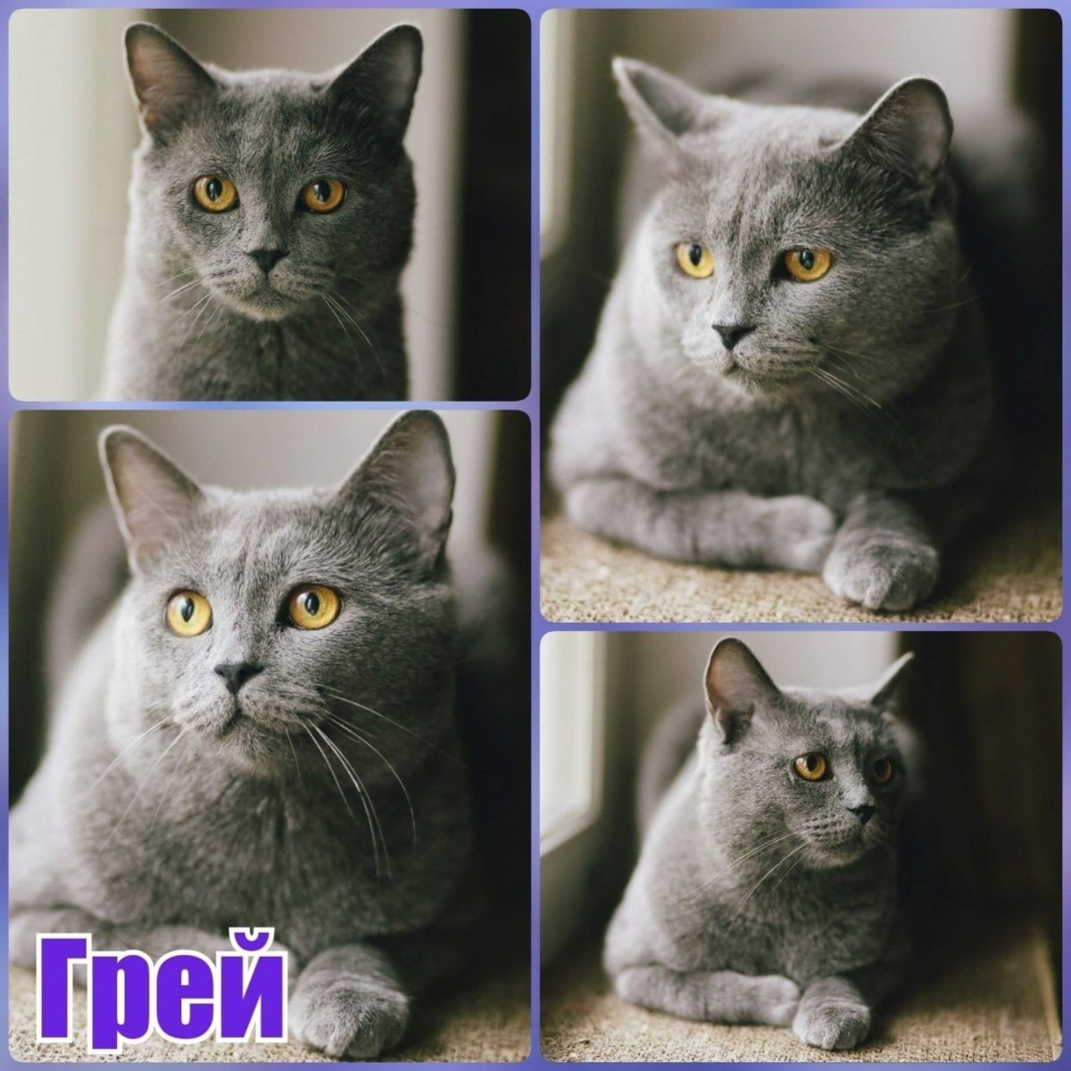 Шотландка и британка отличия