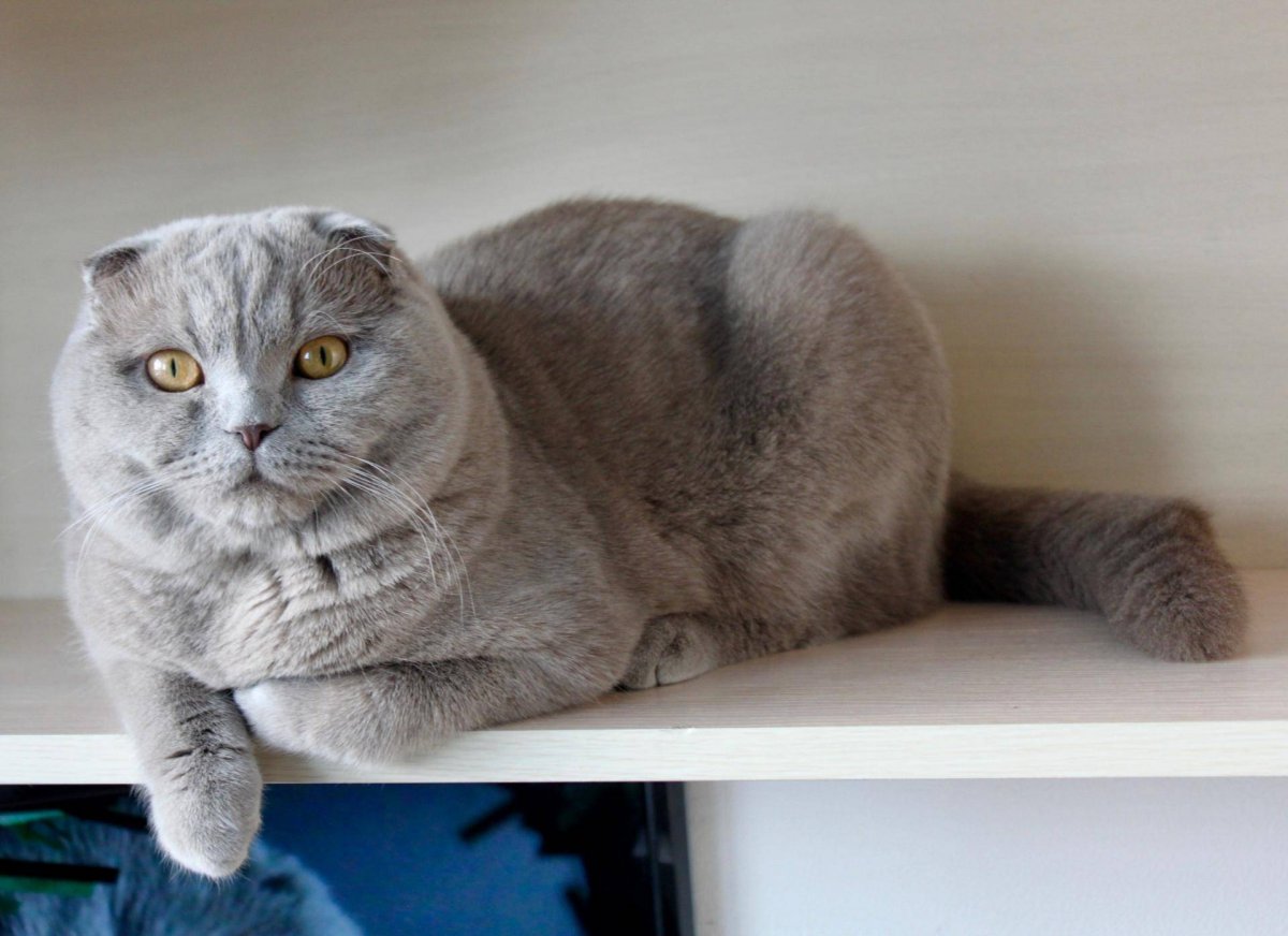Лиловый шотландский вислоухий кот