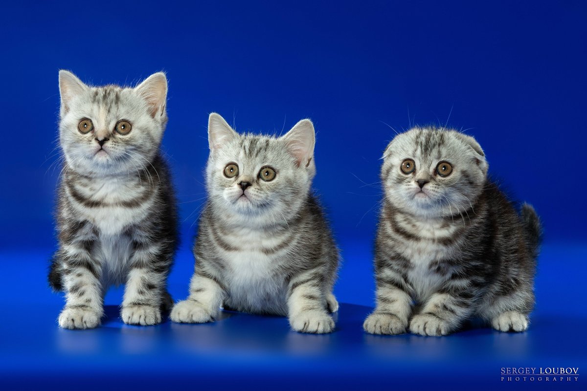 Шотландские котята до и после