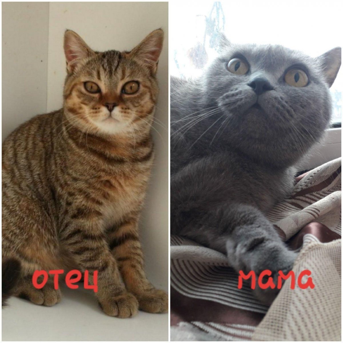 Характер шотландских котов мальчиков