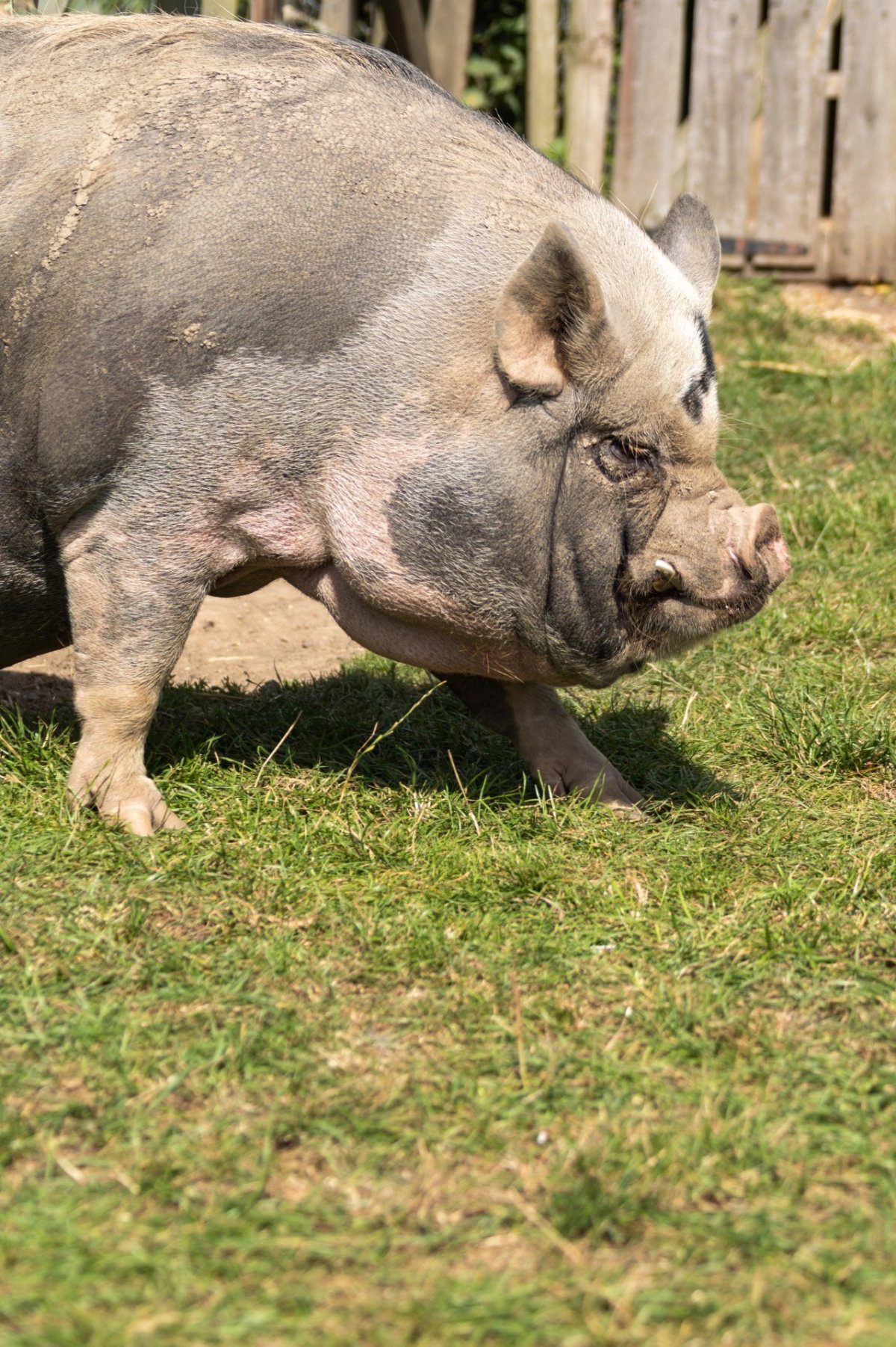 Самая жирная свинья в мире