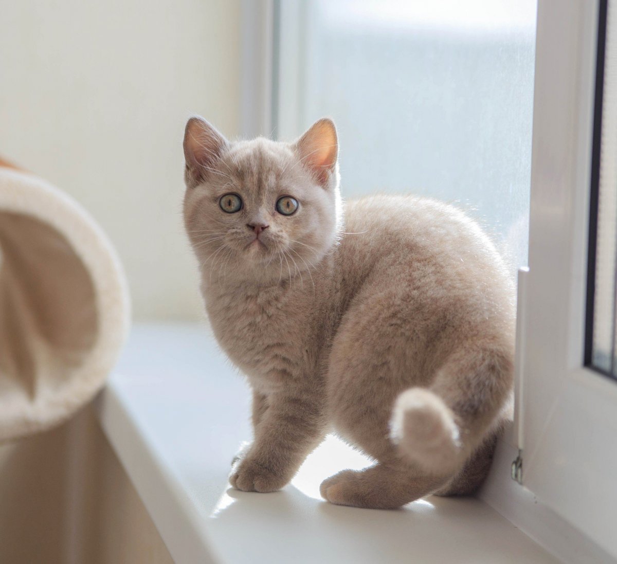 Персиковый кот порода